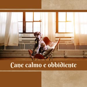 Cane calmo e obbidiente - Musica Rilassante Maestro