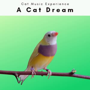A Cat Dream - Cat Music Experience