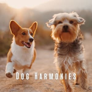 Dog Harmonies: Calming Music for Tranquil Puppies - Seimar