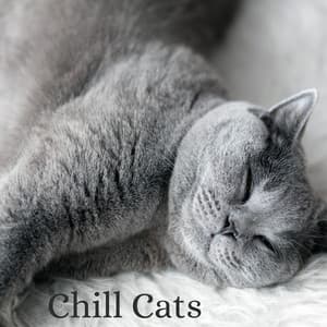 Chill Cats - Beruhigende Kätzchenmusik