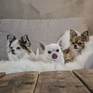 Lounge Dog Vibes: Soothing Jazz for Happy Pups - Dog Jazz Music