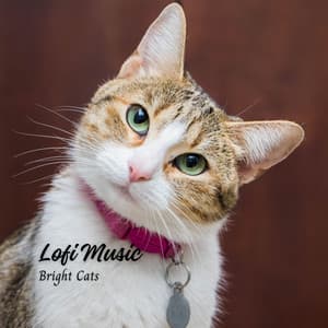 Lofi Music: Bright Cats - Lofi Playlist