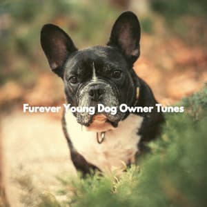 Furever Young Dog Owner Tunes - Relaxing Dog Music Playlists
