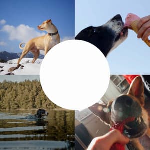 Sparkling Background for Happy Dogs - Relaxing Dog Music Playlists