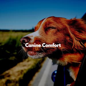 Canine Comfort - Dog Separation Anxiety Music