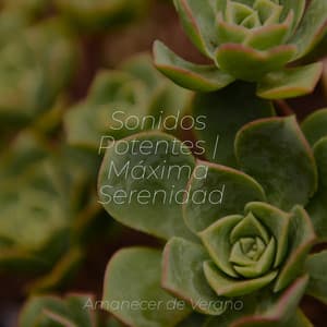 Sonidos Potentes | Máxima Serenidad - Meditation Relaxation Club
