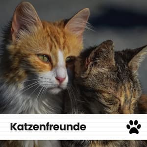 Katzenfreunde - Katzenmusik