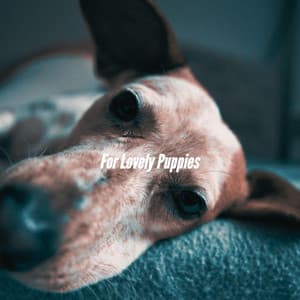 For Lovely Puppies - Modern Jazz Playlist