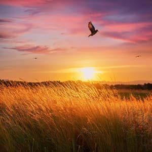 Caminos Tranquilos: Música Para La Atención Plena Y La Relajación - Relajación latina