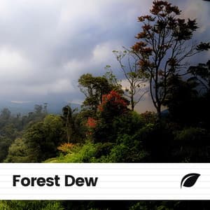 Forest Dew - Worldwide Nature Studios