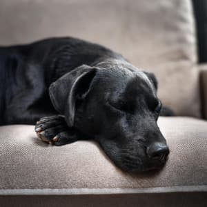 Armonía De Mascotas: Música Para Compañeros - Ecos de la Tierra