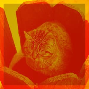 Background Music for Cats and Dogs Relaxation - Cat Music Therapy