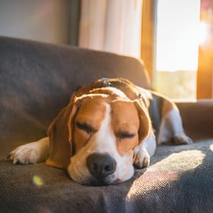 Melodías Que Mueven La Cola: Música De Guitarra Para Perros - Clásicos de la música para la cena
