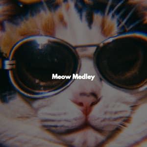 Meow Medley - Bar Salón Musica Ambiente