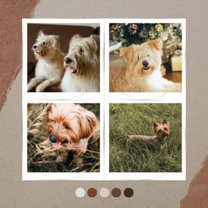 Fun Puppies - Playful - Dogs at Home