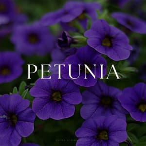 Petunia - Rilassamento Musica Zona