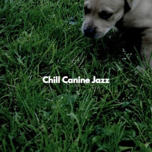 Chill Canine Jazz - Popular Jazz Lounge Bar