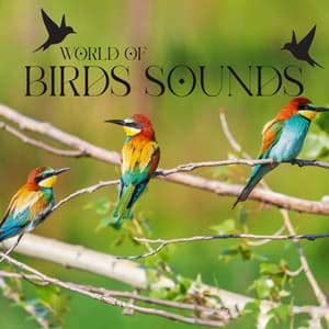 World of Birds Sounds: Amazing Collection of Singing Birds, Relaxing Bird Songs, Nature Sounds - Calm Singing Birds Zone