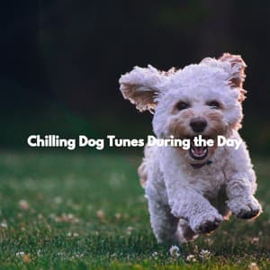 Chilling Dog Tunes During the Day - Restaurante de Musica de Lujo