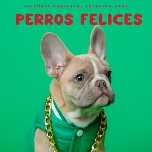 Sinfonía ambiental eufórica para perros felices - Reiki Armonía