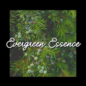Evergreen Essence - Rain Sounds Nature Collection