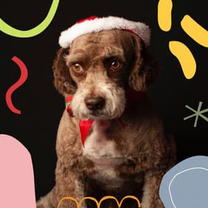 Successful Background Music for Calming Puppy - Dogs at Home