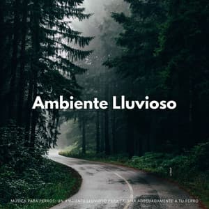 Música Para Perros: Un Ambiente Lluvioso Para Calmar Adecuadamente A Tu Perro - Hippidion