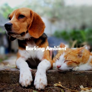 Barking Ambient - Easy Listening Soft Jazz