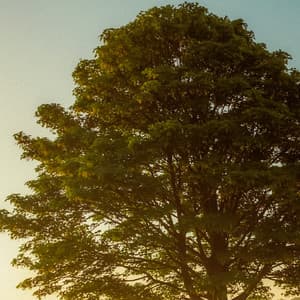 1 Coastal Night: Angelic Ethos - Baltic Nature Sounds