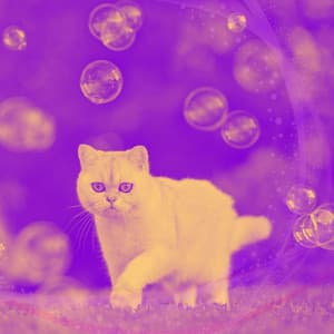 Echoes of Cat Lounging - Calm Music for Cats