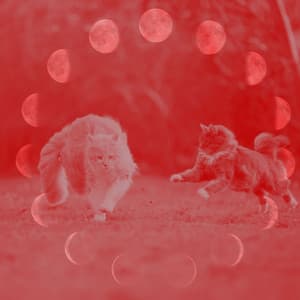 Feelings for Cat Memories - Relaxing Cat Music