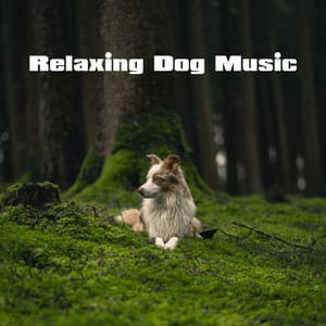 Relaxing Dog Music - Soothing Dog Sounds