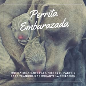 Perrita Embarazada: Música Relajante para Perros en Parto y para Tranquilizar Durante la Gestación - Thiago Mascotas