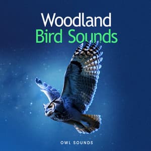 Woodland Bird Sounds - Owl Sounds