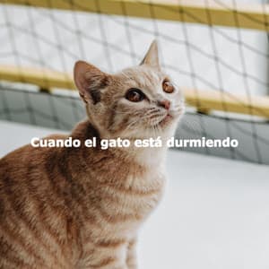 Cuando el gato está durmiendo - Descansar Musica
