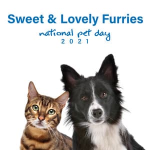 Sweet & Lovely Furries  – Peaceful and Beautiful Natural Sounds for Our Animals, Wellness for Pets, Best Friend, Family Member - Pet Care Club