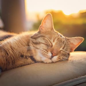 Melodías Graciosas Para Gatos: Canciones De Armonía Lofi - Mejores Sonidos ASMR