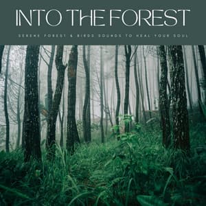 Into The Forest: Serene Forest & Birds Sounds To Heal Your Soul - Sanctuary Of Relax