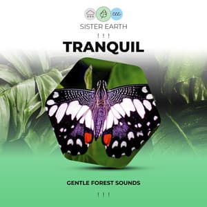 ! ! ! Gentle Tranquil Forest Sounds ! ! ! - Rest & Relax Nature Sounds Artists