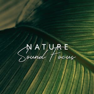Nature Sound Focus – Deep Concentration Flow - Curative Solfeggio Frequencies