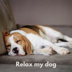 Dog Chill - Hondenmuziek