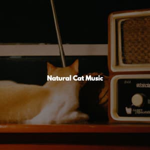 Natural Cat Music - Background Jazz for Studying