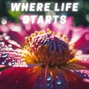 Where Life Starts - The Namaste