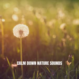 Calm Down Nature Sounds - Relaxing Rain Sounds
