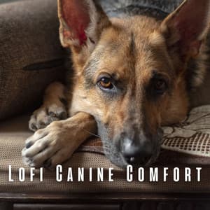 Lofi Canine Comfort: Relaxing Melodies for Dogs - Lofi Hip-Hop Beats