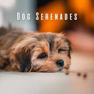 Dog Serenades: Lofi Music for Dog Calm - Loftown