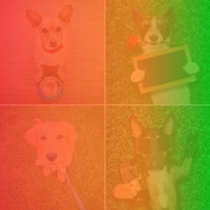 Music for Self Care for Dogs - Dogs at Home