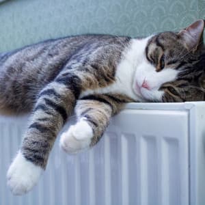 Relaxing Beats for Calm Cat Evenings - Music for Fun