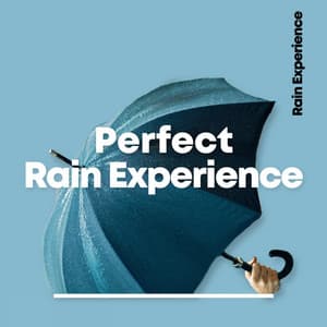 Perfect Rain Experience - Nature Ambience