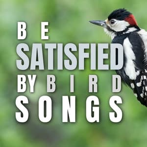 Be Satisfied by Bird Songs - Bird Songs